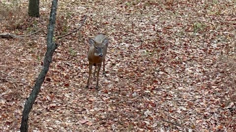 Hunting Whitetail