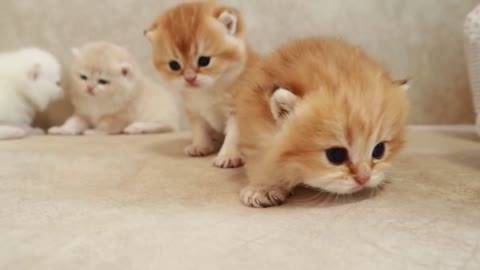 Kitten hiccups are amusing