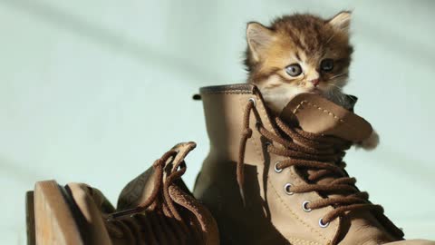 Cat kitten shoe boat pet cute kitty adorable