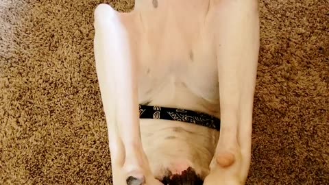 Upside-down Great Dane