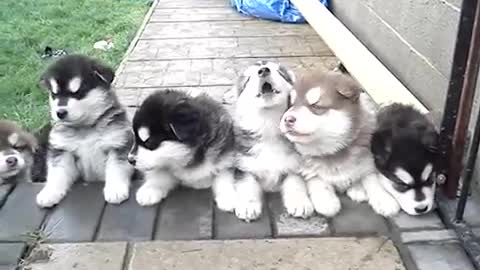 These 4-week-old howling puppies may be the cutest thing ever!