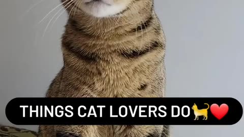 Things cat lovers do #cat #cats #lovers #catlovers #do subscribe for more NORACE TV
