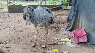 Ostrich Lays an Egg Which Promptly Breaks