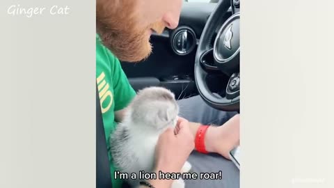 Ultimate Funny Animal Video Compilation: Hilarious Pets, Cute Moments, and Laughter Guaranteed