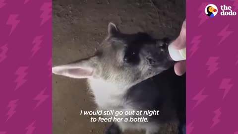 'Mini Hyena' Looks Back To Thank Her Rescuer Before Running To The Wild | The Dodo Little But Fierce