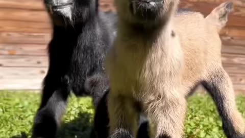 Baby Goat #babygoat #goat #goatoftiktok #minigoat