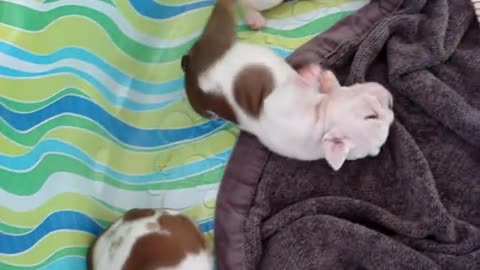 Funny English Bulldog Puppy