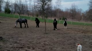 Friesdale horses super happy for dinner time