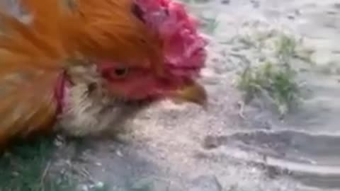 Hypnotize a Rooster