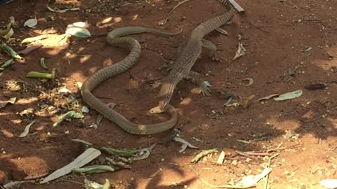 Goanna Kills A Poisonous Snake
