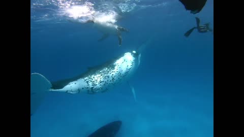 Three Snorkelers Have an Incredible Encounter With Three Humpback Whales