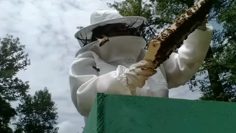 Honeybee Business Start Up Part 2