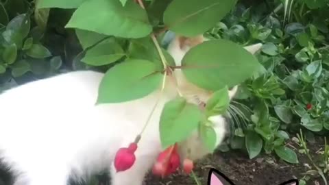 Funny cat’s going crazy over wild fruits # crazy 😜 cat