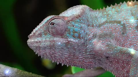 Chameleon Care Guide in Under a Minute