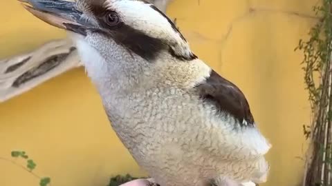 Kookaburas, start your engines 😍