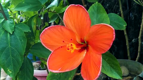 FLOWER: Orange Gumamela