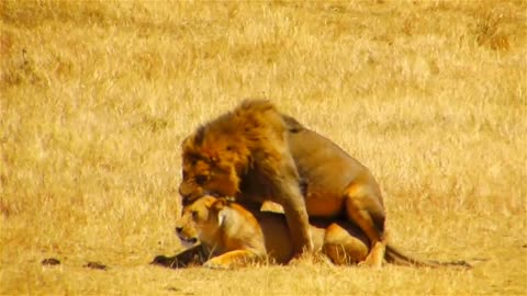 Black mane lions mating