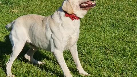 Labrador Has Sneezing Fit