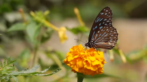 Nature beauty (Butterfly)