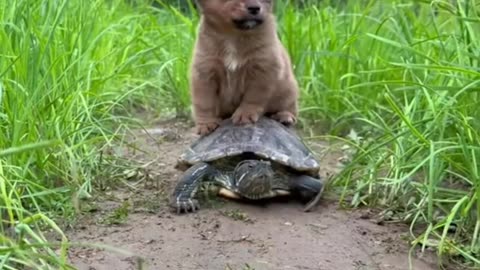A mischievous dog riding a turtle