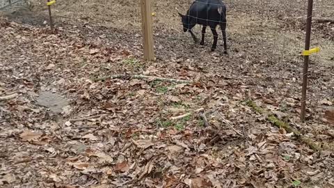 Crazy Ram Humping A Female Goat