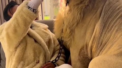 Simba Lion 🦁 with Prince humaid Dubai 🦁 #lion #Dubai #didin_clash