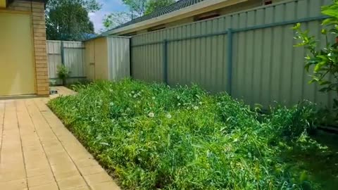 Overgrown, weedy lawn. Back under control