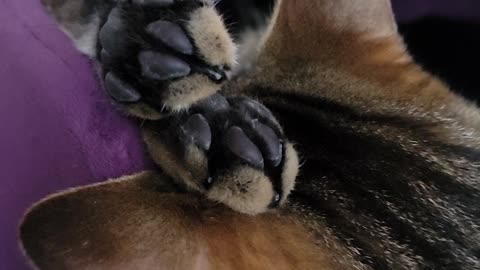 Cat Sleeps with Twitchy Toe Beans