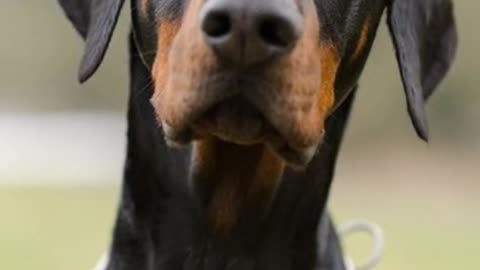 The majestic Doberman