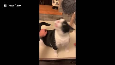 Vocal cat loves getting his behind scratched by Texas woman