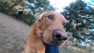 Dog Runs Around Yard With Camera