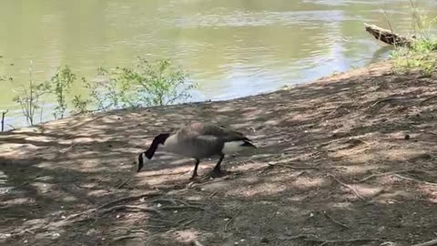 Canada goose waterfowl found in mountains of North Carolina