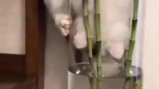 Cat | Funny Animals Videos2022🤣-Funniest Cats And Dogs Videos
