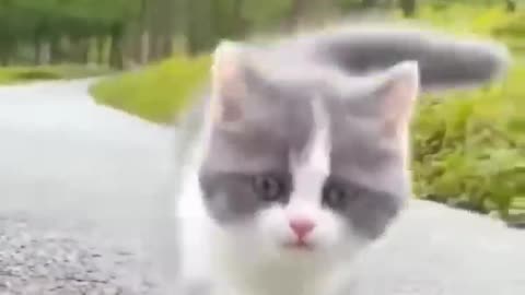 Cute cat🐈🐈