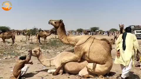 njoying at camels market - Animals Of Thar_Cut