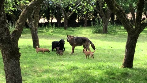 Dog Zoomies in a Orchard!!