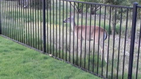 Sasha The Samoyed Enjoys Running With Deer Friend