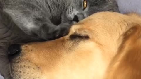The warmest bond between a cat and a dog
