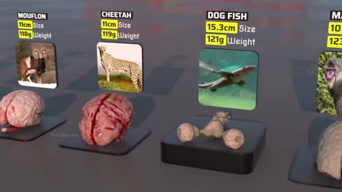 3D comparison of brain sizes: largest brain, fictional brain