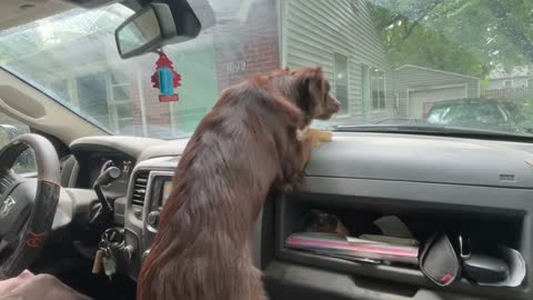 Dog Goes After Windshield Wipers