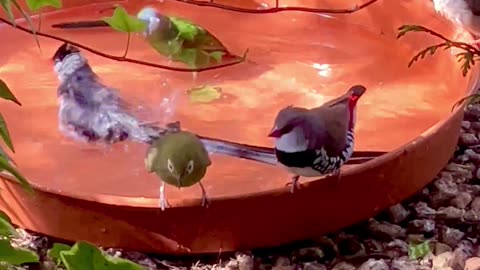 Finches, canary birds, softbills and waxbills bathing together in outdoor bird aviary #birds #bird