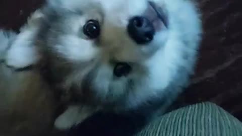 Cute Adorable Baby Husky Puppy