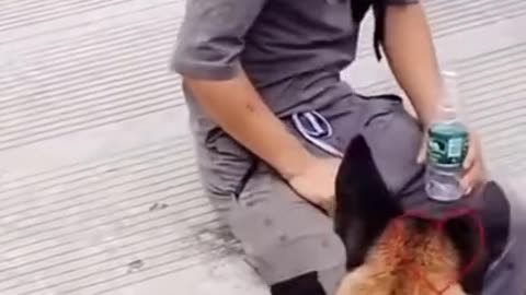Smart Dog Saves A Man | Cute Dogs Best Video