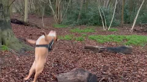 Dog Jumping Off A Log Results In An Epic Fail