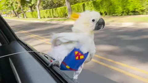 Super Bird Surfs From Car