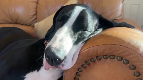 Great Dane snores while cat sleeps in dog bed