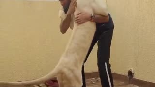 Joven león da un abrazo gigante a su dueño