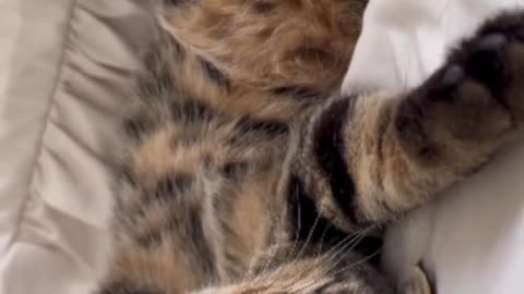 "Blissful Cat Naps: Embracing the Sleepy Mood"