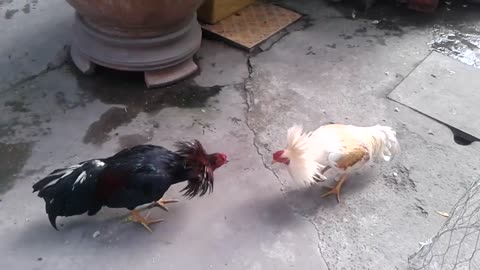 two chicken tussle