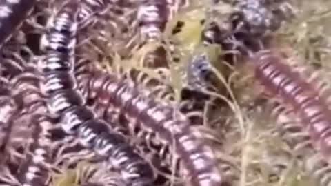 Large Centipede Hatch